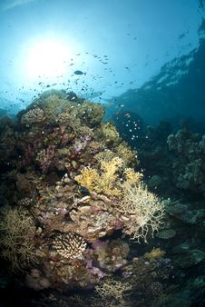 Vibrant And Colourful Tropical Coral Reef Scene. Royalty Free Stock Images Vibrant And Colourful Tropical Coral Reef Scene. Royalty Free Stock Images