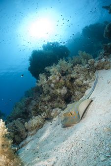 Bluespotted Stingray Resting On A Coral Reef. Stock Photo Bluespotted Stingray Resting On A Coral Reef. Stock Photo