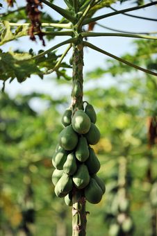 Papaya Tree Stock Photo Papaya Tree Stock Photo