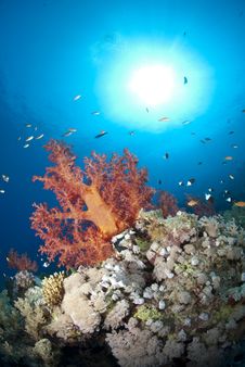Vibrant And Colourful Tropical Coral Reef Scene. Stock Photography Vibrant And Colourful Tropical Coral Reef Scene. Stock Photography