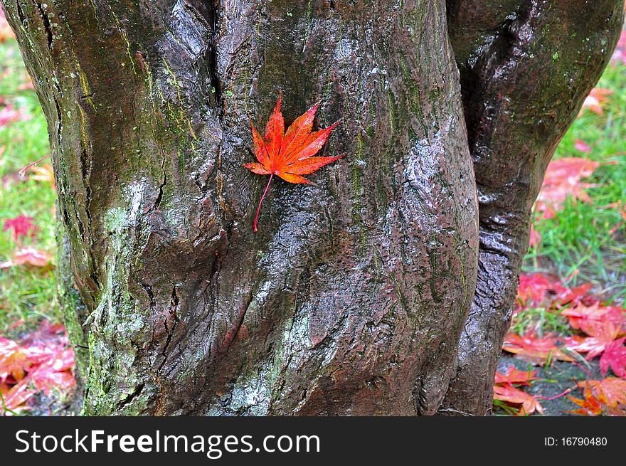 Fallen Maple Leaves