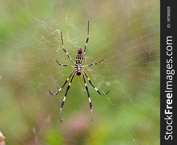 spider on cobweb