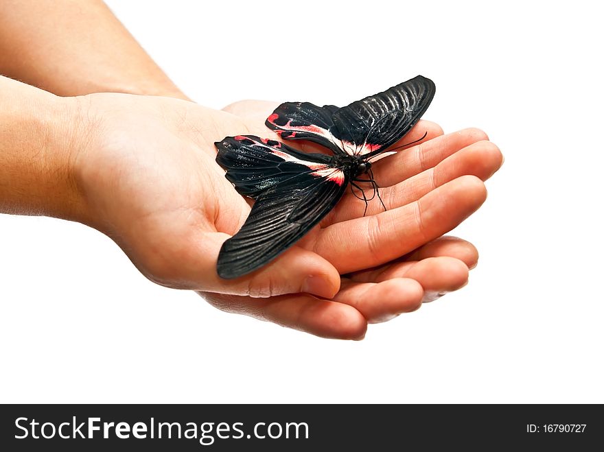 Beautiful black and red butterfly in hands. Studio shot. Beautiful black and red butterfly in hands. Studio shot