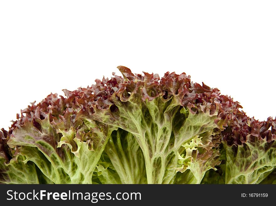 Head lettuce with Red Leaves. Head lettuce with Red Leaves