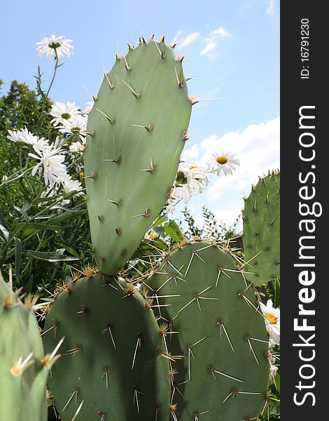 Green cactus, among other beautiful plants in summer. Green cactus, among other beautiful plants in summer