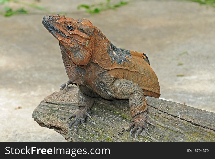 Closeup Of A Monitor Lizard