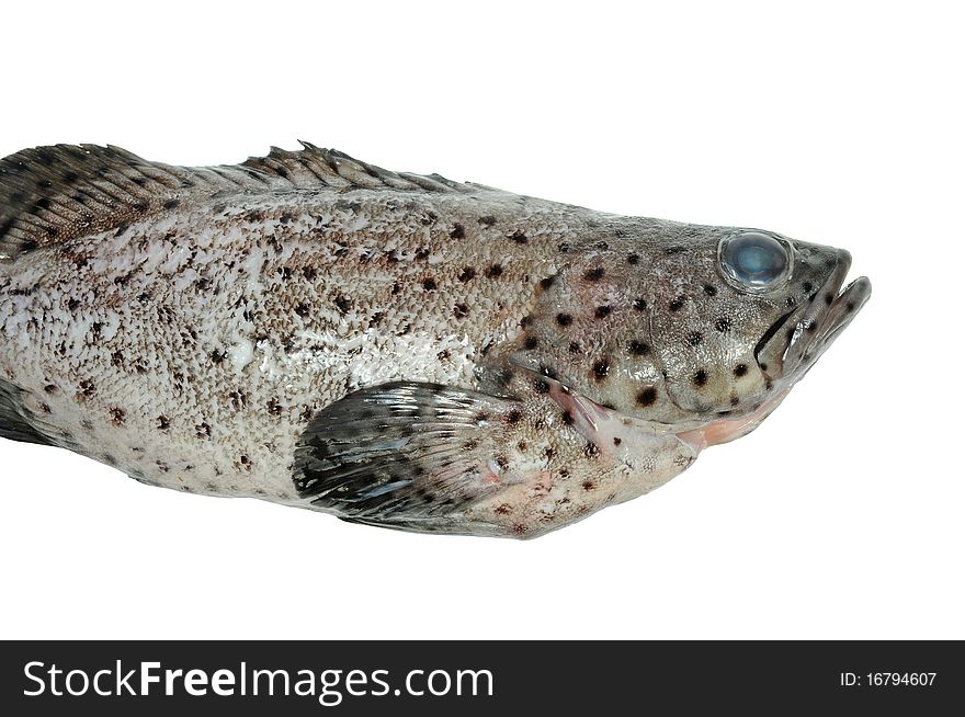 Closeup Of a Black Grouper Fish On White Background