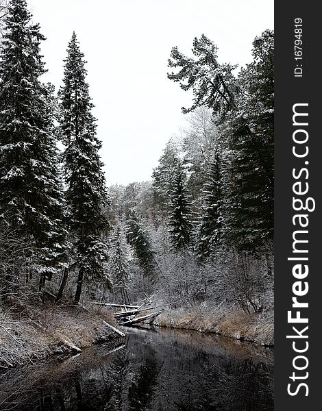 Coniferous forest with snow near river after fresh snow fall. Coniferous forest with snow near river after fresh snow fall.