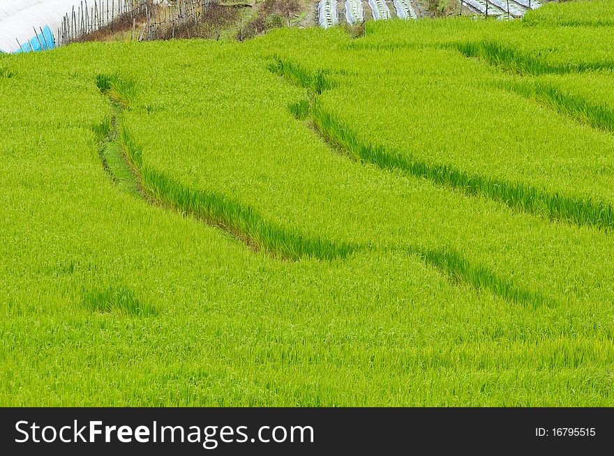 Green rice field