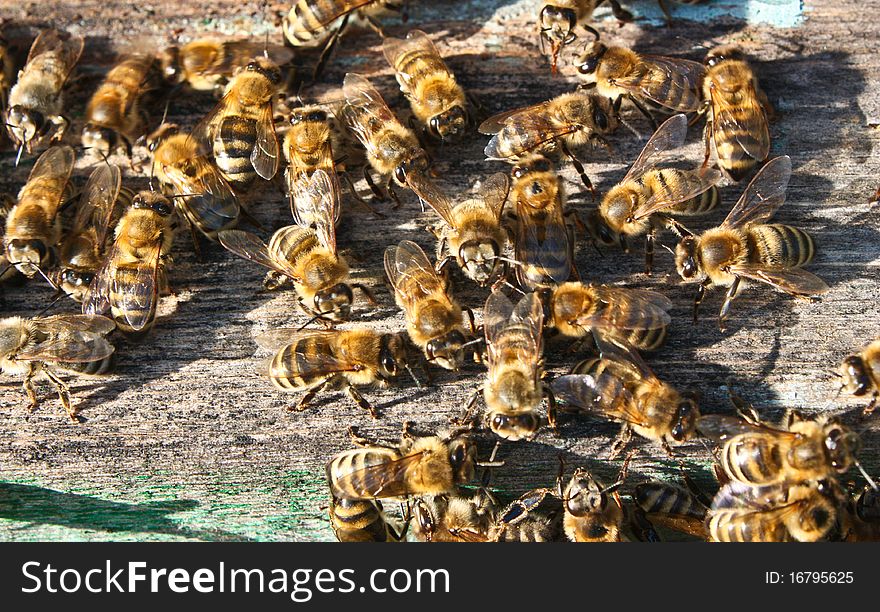 Air Baths For Young Bees