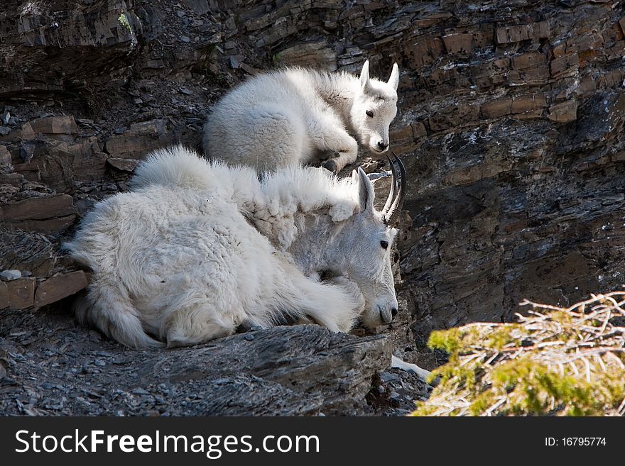 Pair of mountain Goats (Oreamnos americanus) resting on a rock cliff near Logan Pass in Glacier National Park. Pair of mountain Goats (Oreamnos americanus) resting on a rock cliff near Logan Pass in Glacier National Park