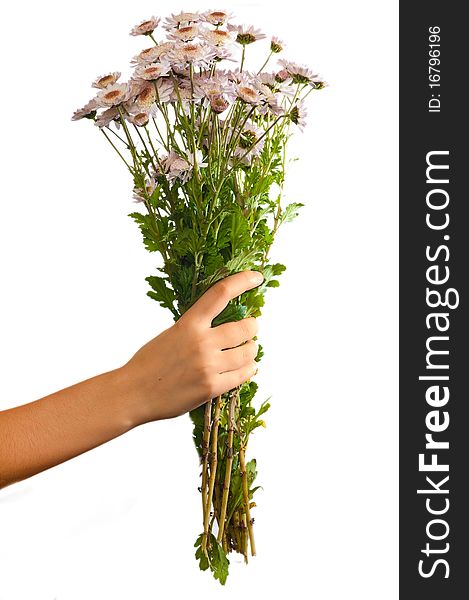 Arm of girl giving bouquet of pink flowers isolated on white background