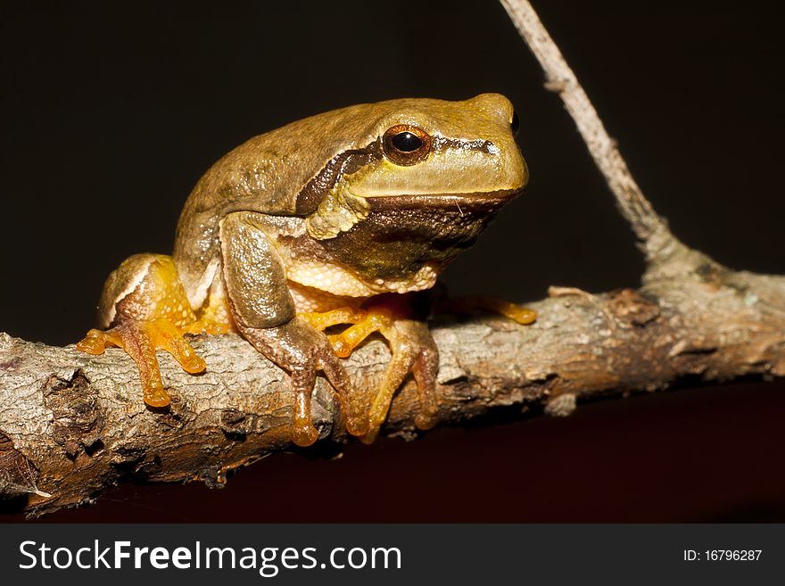 Green Tree Frog On A Branch