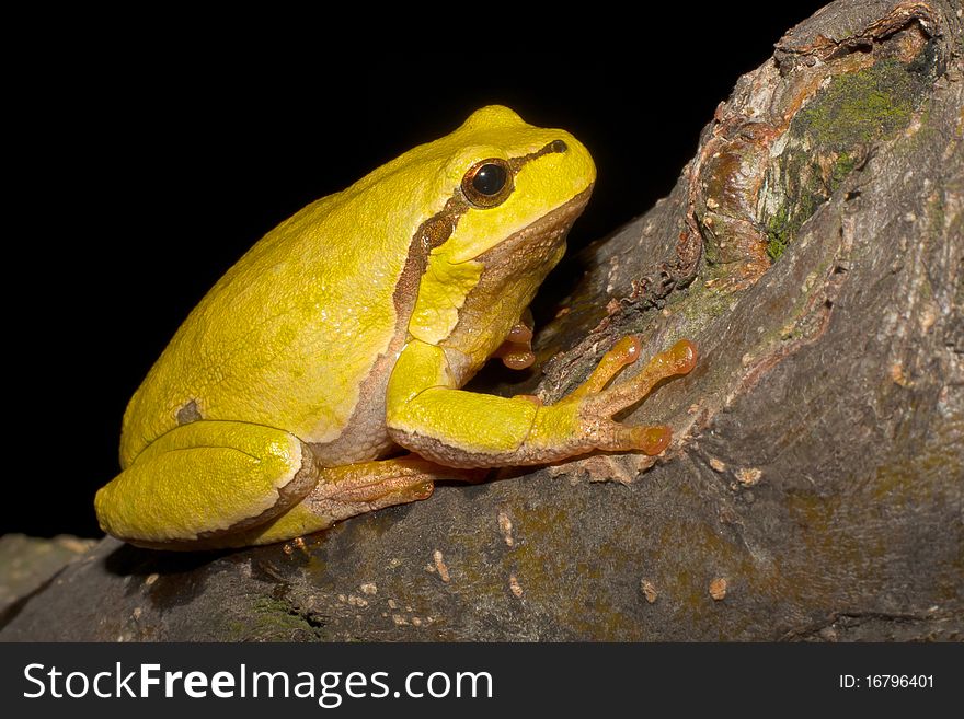 Green Tree Frog On A Branch