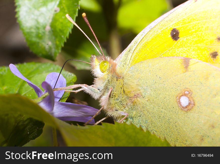 Pale Clouded Yellow Close-up / Colias Hyale