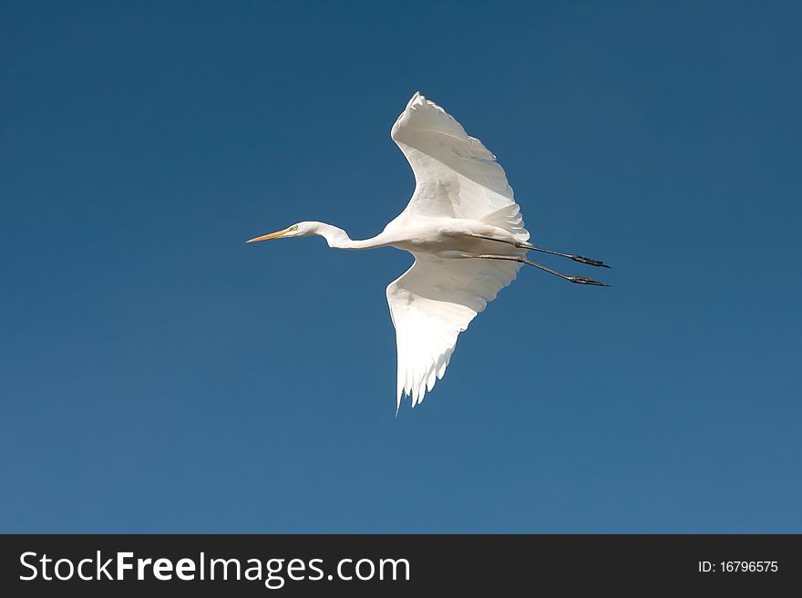 Great Egret in flight against the blue sky / Ardea alba. Great Egret in flight against the blue sky / Ardea alba