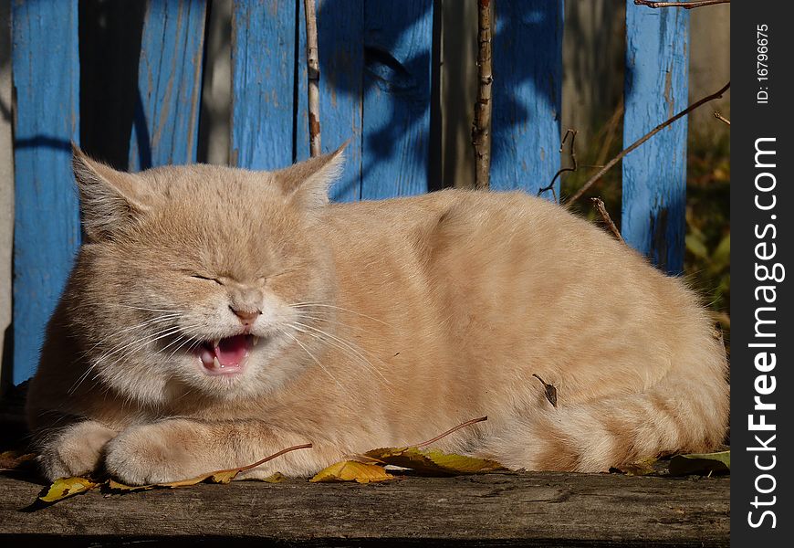 The cat is not happy with approach of other cat. The cat is not happy with approach of other cat