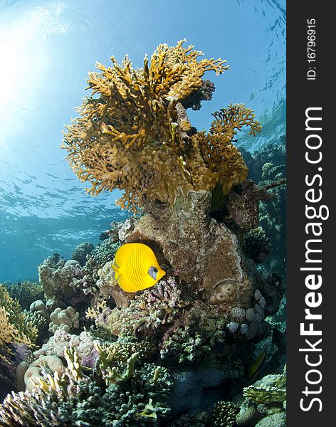 Masked butterflyfish (chaetodon semilarvatus) on a tropical coral reef. Beacon rock, Red Sea, Egypt. Masked butterflyfish (chaetodon semilarvatus) on a tropical coral reef. Beacon rock, Red Sea, Egypt.