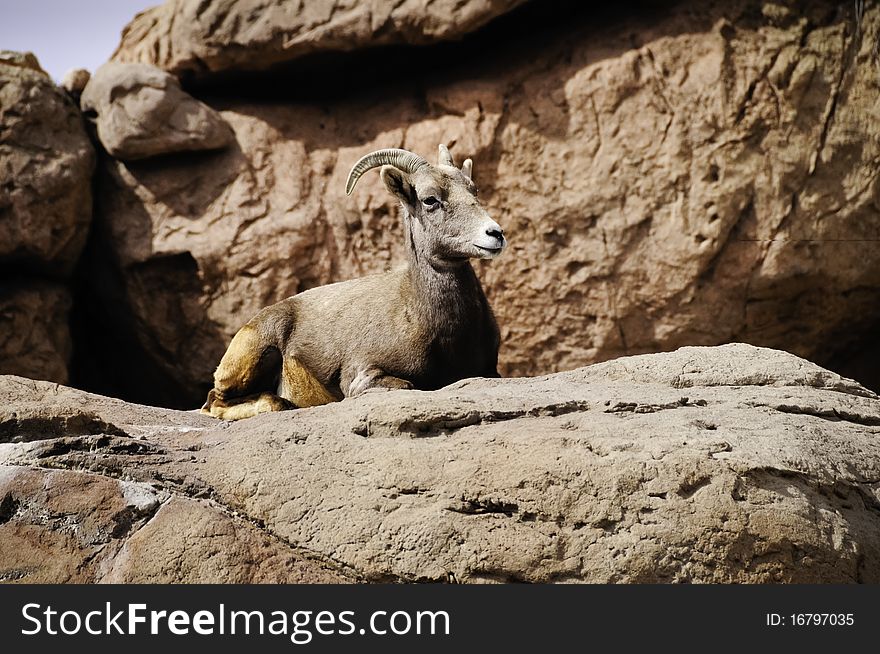 A female big horn sheep laying on red rocks