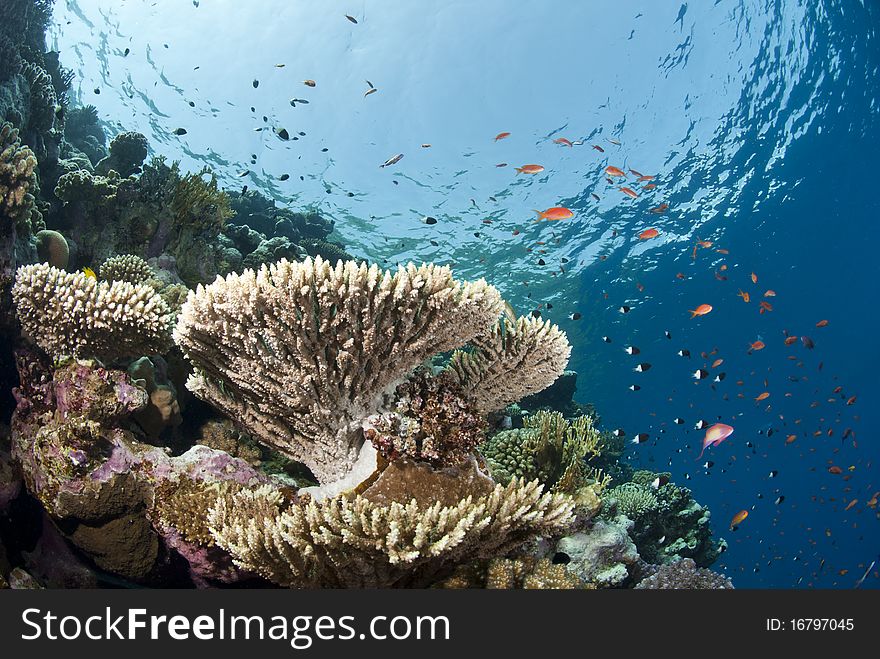 Pristine tropical table coral formation, buzzing with anthias. Gordon reef, Straits of Tiran, Red Sea, Egypt. Pristine tropical table coral formation, buzzing with anthias. Gordon reef, Straits of Tiran, Red Sea, Egypt.