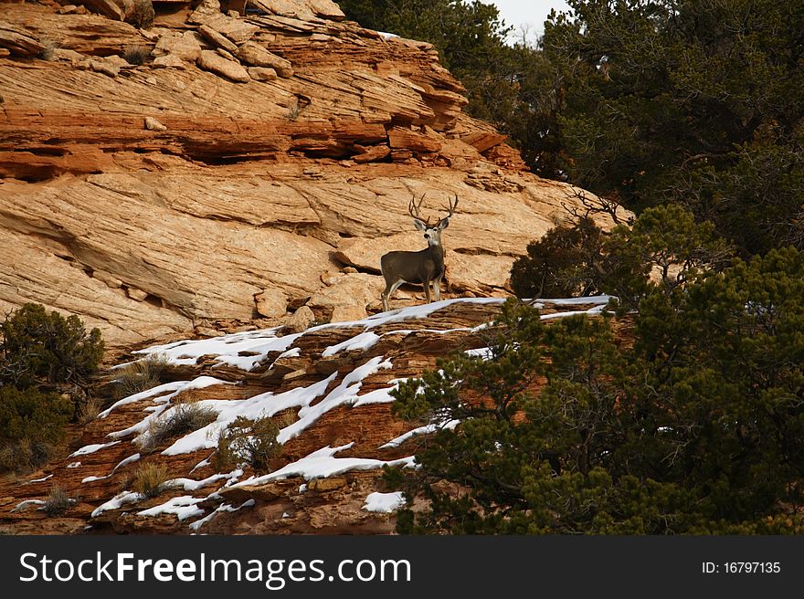 Deer in Canyonlands National Park, Utah, USA