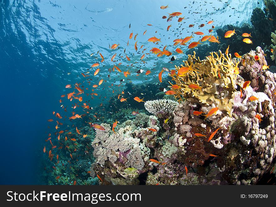 Vibrant and colourful underwater tropical coral reef scene, buzzing with orange anthias. Woodhouse reef, Straits of Tiran, Red Sea, Egypt. Vibrant and colourful underwater tropical coral reef scene, buzzing with orange anthias. Woodhouse reef, Straits of Tiran, Red Sea, Egypt.