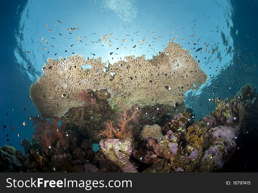 Low-angle underwater view of a Pristine tropical table coral formation. Woodhouse reef, Straits of Tiran, Red Sea, Egypt. Low-angle underwater view of a Pristine tropical table coral formation. Woodhouse reef, Straits of Tiran, Red Sea, Egypt.