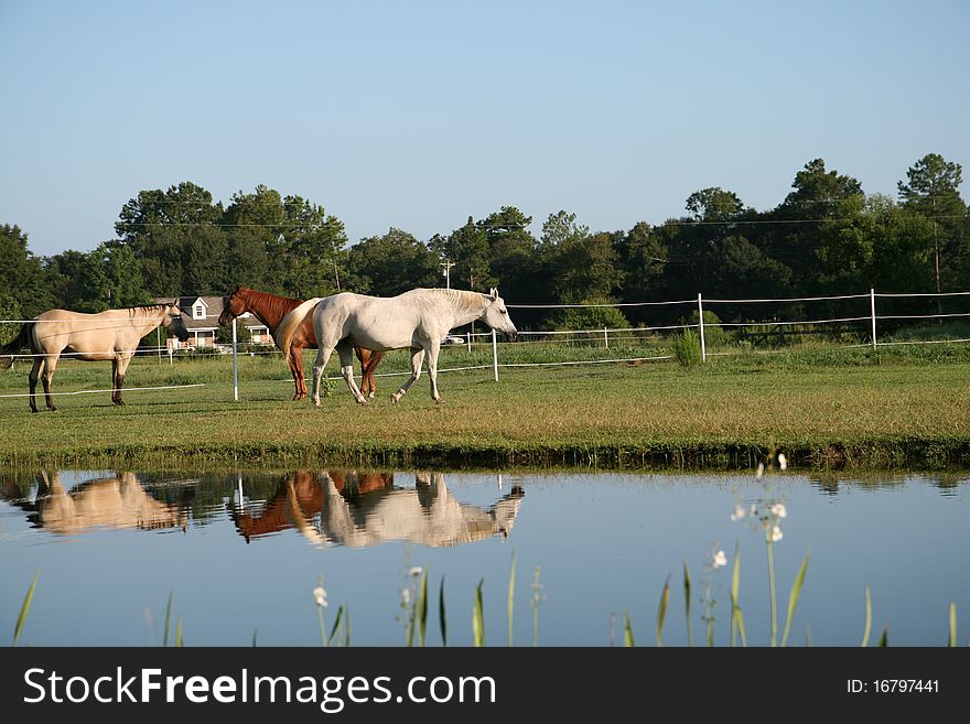 Three horses gathered at the fence by a pond with reflections. Three horses gathered at the fence by a pond with reflections.