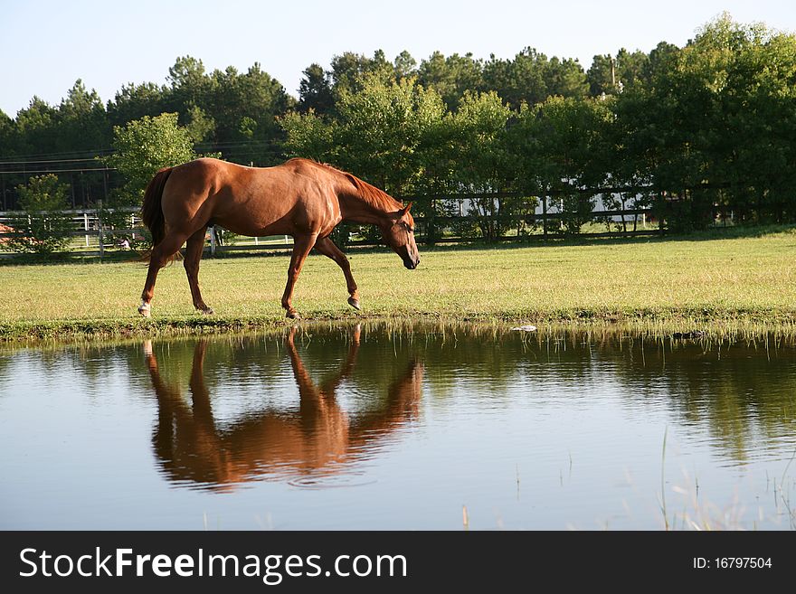 Brown horse walking along side a pond, with reflection in the water. Brown horse walking along side a pond, with reflection in the water.