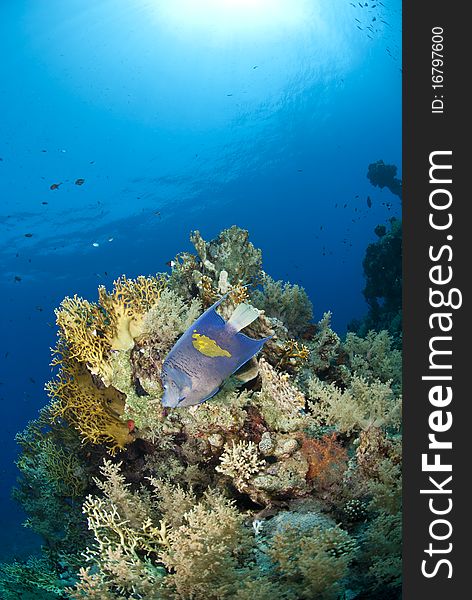 A Yellowbar angelfish on a tropical coral reef.