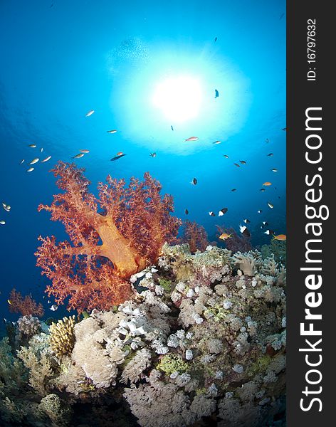 Vibrant and colourful tropical coral reef scene.