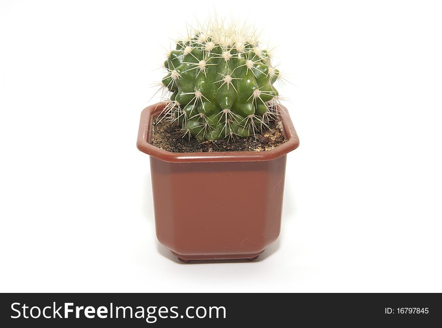 Home plant cactus on white background