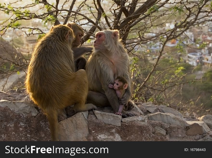 Monkey family is sitting in the sun