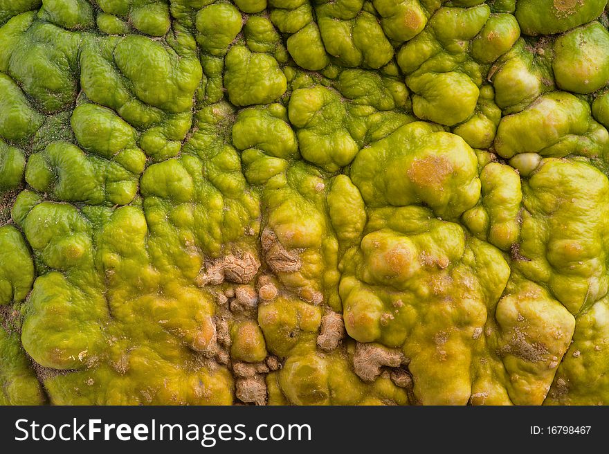 Close-up of colourful pumpkin. Pumpkin is ecological and natural, grew in rural garden. Close-up of colourful pumpkin. Pumpkin is ecological and natural, grew in rural garden.