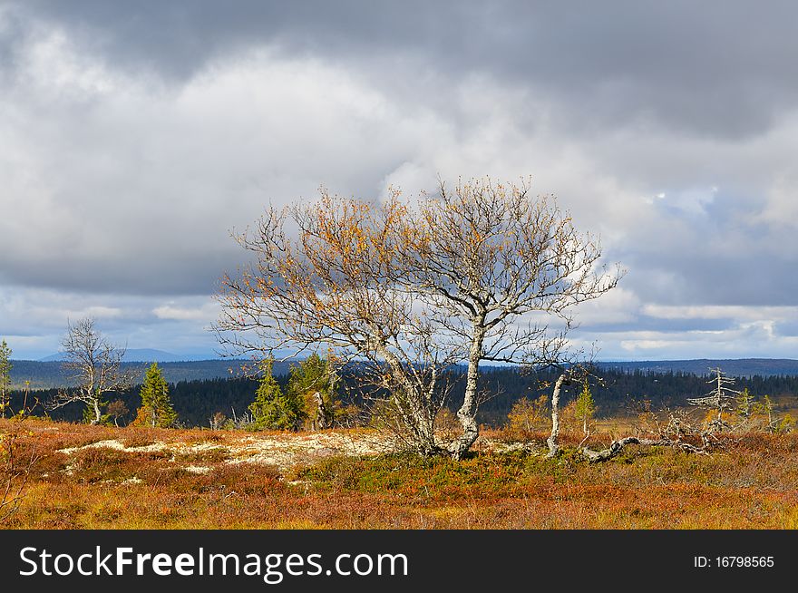 Mountain tundra in central Sweden, in the fall.