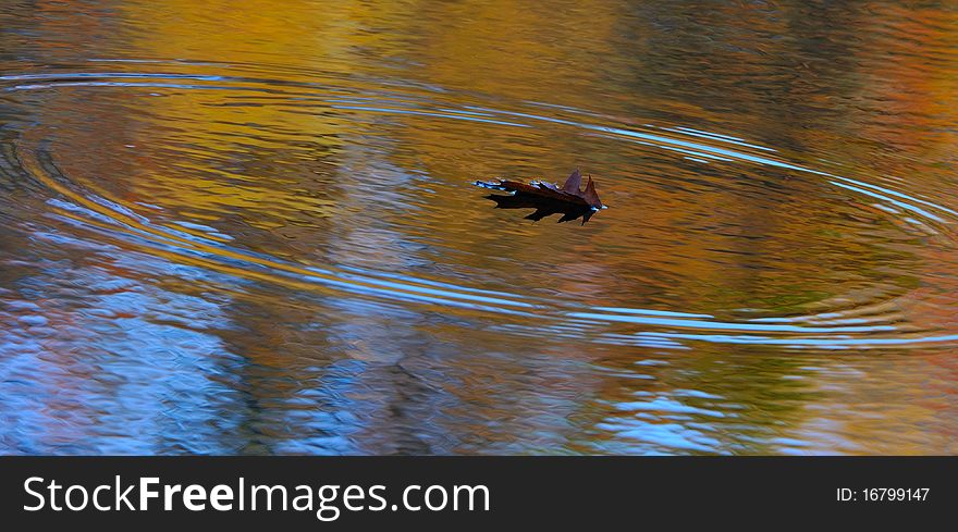 Oak leaf falls in autumn in the water of a lake.