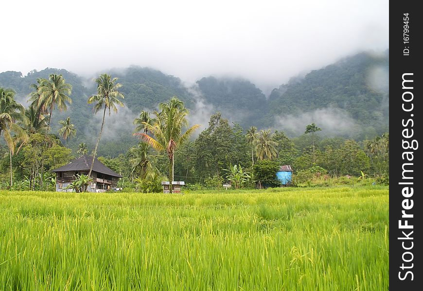 Green rice fields in Maninjau village near Bukittinggi, Sumatra