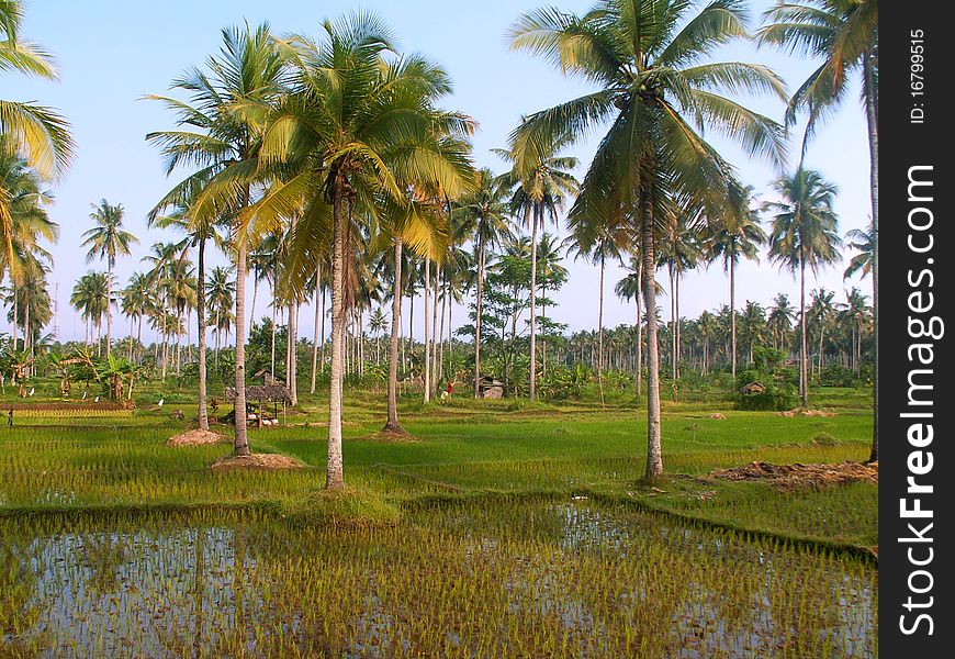 Green rice fileds and suger palms, Indonesia