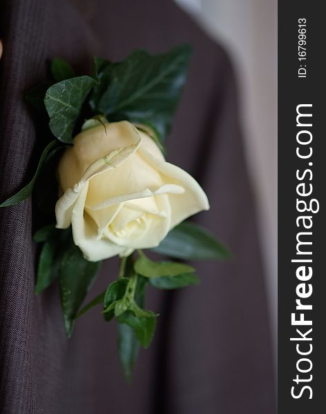 White rose on the suit of a groom