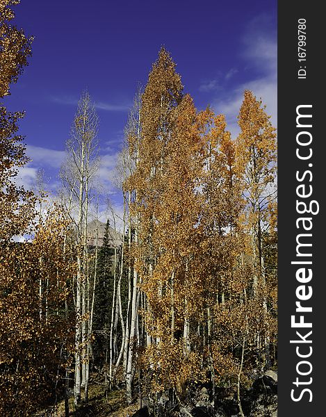 Red Aspens Leaves