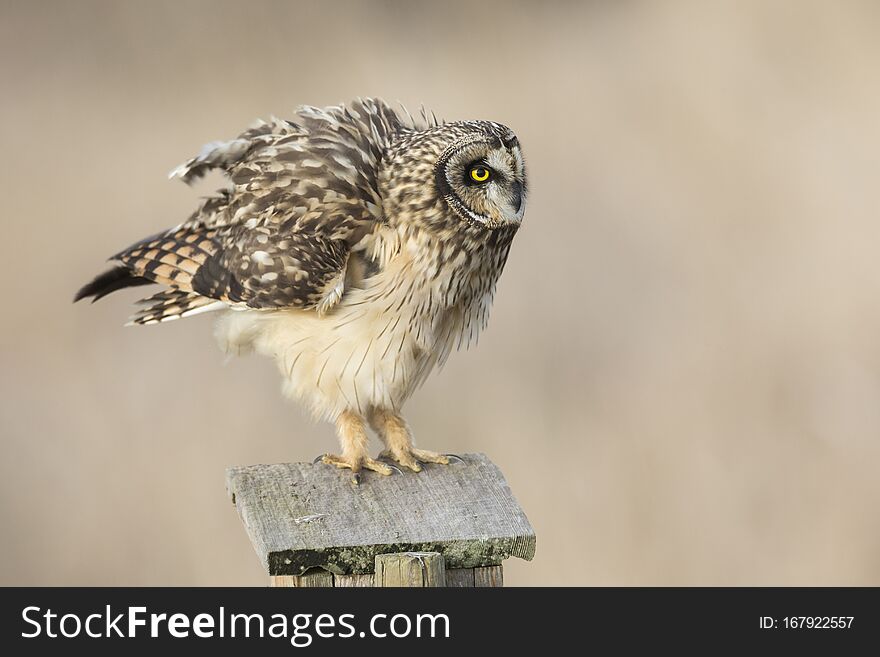 Short eared owl at Delta BC Canada