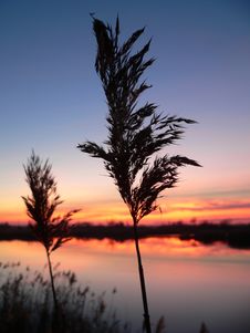 Reed Silhouettes Stock Images Reed Silhouettes Stock Images