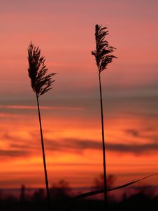 Reed Silhouettes Royalty Free Stock Image Reed Silhouettes Royalty Free Stock Image