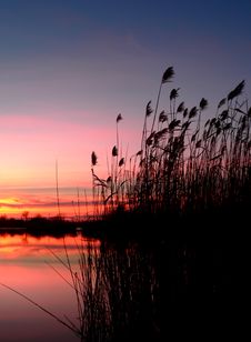 Reed Silhouettes Royalty Free Stock Images