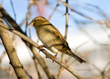 Sparrow On A Branch Royalty Free Stock Photo