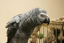 Ruffled Up Parrot Royalty Free Stock Photos