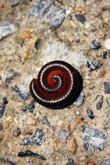 Millipede Stock Photography