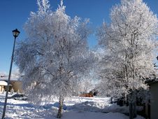 Pict 5455 Birch Trees Covered In Early Morning Frost Stock Photo Pict 5455 Birch Trees Covered In Early Morning Frost Stock Photo