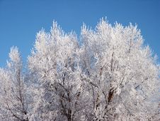 Pict 5460 Trees Covered In Hoary Frost Royalty Free Stock Photos Pict 5460 Trees Covered In Hoary Frost Royalty Free Stock Photos