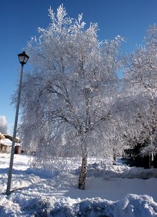 Pict 5464 Birch Tree And Lamp Post On Snow Covered Street Royalty Free Stock Photo Pict 5464 Birch Tree And Lamp Post On Snow Covered Street Royalty Free Stock Photo